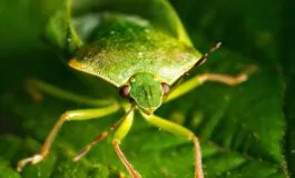 Cimici verdi: come riconoscerle e allontanarle