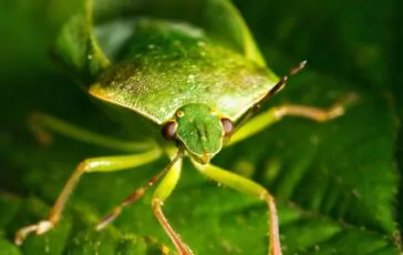 Cimici verdi: come riconoscerle e allontanarle