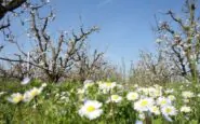 Garlasco il testimone