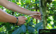 plantvoice salute piante 1