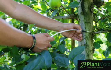 plantvoice salute piante 1