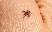 castor bean tick 8218542 1280