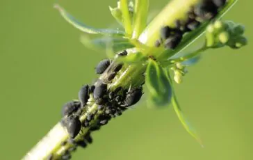Insetti nocivi in giardino: come difenderlo in modo naturale