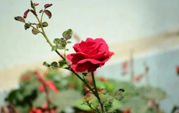 mojibur rahman mintu nfrrferddf4 unsplash 364x230