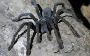 tarantole sequestrate in germania