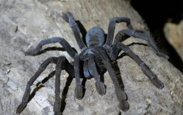 tarantole sequestrate in germania