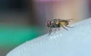 Mosche in estate: cosa le attira in casa e come allontanarle