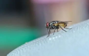 Mosche in estate: cosa le attira in casa e come allontanarle