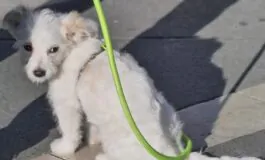 calci cane