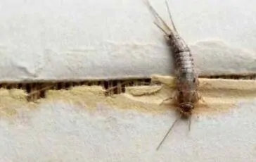 Pesciolini d’argento: cause della loro presenza e come allontanarli