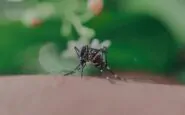 dengue e chikungunya italia