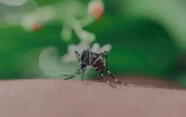 dengue e chikungunya italia