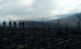incendi in toscana cosa ci dicono i dati python 1753825881 265x160