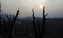 incendi in turchia la catastrofe che nessuno vuole vedere python 1753691362 265x160