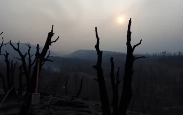 incendi in turchia la catastrofe che nessuno vuole vedere python 1753691362
