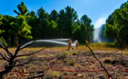 la pineta dannunziana di pescara sfida il fuoco e resta in vita 1752656436