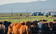 perche gli stati uniti bloccano limportazione di bestiame messicano 1752177336