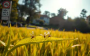 west nile aumentano i decessi in italia necessaria attenzione python 1753954293