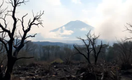 emergenza incendi in campania la verita che non vogliono dirti python 1754690258 265x160