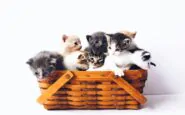 gatti scomparsi Cogne