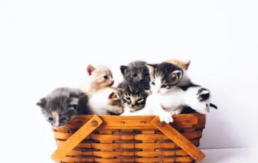 gatti scomparsi Cogne