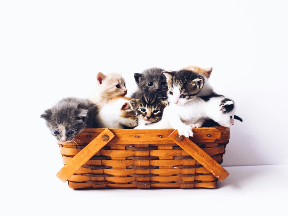 https://www.notizie.it/wp-content/uploads/2025/08/image-74e3db7f-9569-44a0-80e9-f2d3cf6eec48.jpg