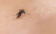 febbre dengue