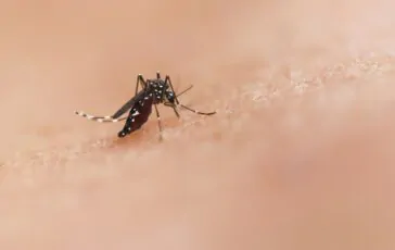 febbre dengue