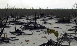 incendio boschivo in francia oltre 160 km2 distrutti e una vittima python 1754707346 265x160