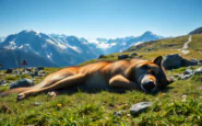 lupo abbattuto in alto adige le ragioni dietro lintervento python 1755028443