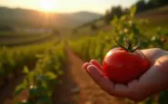 pomodorino di pachino dalla sicilia al mondo un viaggio sorprendente replicate 1756375329