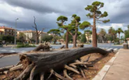 tempesta in romagna alberi caduti e controversie sui pini python 1756246677