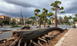 tempesta in romagna alberi caduti e controversie sui pini python 1756246677 265x160