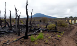 vesuvio incendio spento danni ingenti allecosistema python 1755102448 265x160