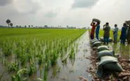 agricoltori del punjab affrontano inondazioni catastrofiche e sfide economiche python 1758513988