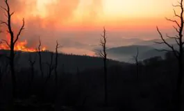 emergenza incendi in portogallo e spagna la crisi del 2025 python 1756974725 265x160