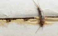 Pesciolini d’argento: come riconoscerli e tenerli lontani da casa