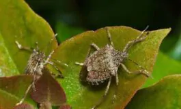 Cimici in casa e in giardino: come allontanarle con i rimedi naturali