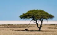 incendio parco naturale africa