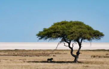 incendio parco naturale africa