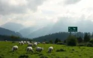 la gestione dei lupi in lessinia tra necessita e animalismo python 1757745970