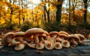 scopri il sapore unico dei funghi porcini in cucina python 1758923244