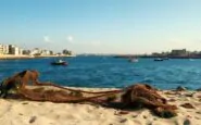 analisi della blocco marittimo di gaza e un crimine di guerra python 1759488041