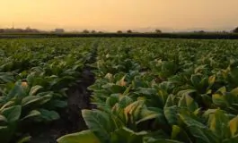 featured 2801299 265x160