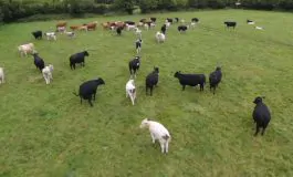 featured 2845958 265x160