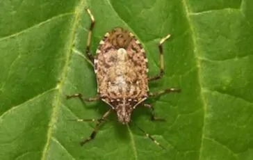 cimice asiatica