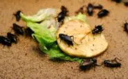 Insetti autunnali in casa: quali sono e come allontanarli con i rimedi naturali