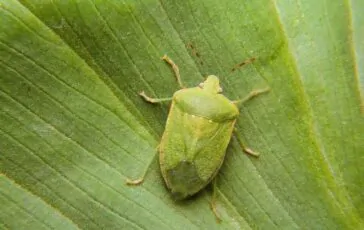 Cimici verdi in casa: perché la infestano e come allontanarle