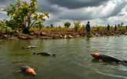 le gravi conseguenze dellinquinamento tossico in zambia unanalisi approfondita python 1759325149