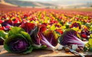 scopri il radicchio tardivo storia ricette e tradizione 1760862383